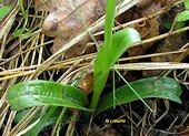 Orchis langei - Orchis de Lange