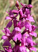 Orchis mascula - Orchis mle