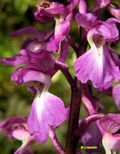 Orchis mascula - Orchis mâle