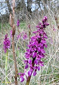 Orchis mascula - Orchis mle