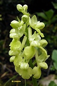 Orchis pallens - Orchis pâle