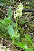 Orchis pallens - Orchis pâle