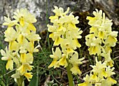 Orchis pauciflora - Orchis à fleurs peu nombreuses