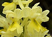Orchis pauciflora - Orchis à fleurs peu nombreuses