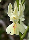 Orchis provincialis - Orchis de Ptrovence