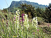 Orchis provincialis - Orchis de Ptrovence
