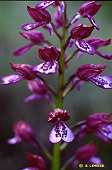 orchis purpurea 