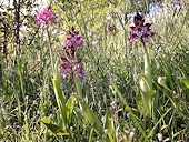 Orchis purpurea - Orchis pourpre