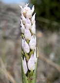 Orchis simia - Orchis singe