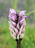 Orchis simia - Orchis singe