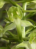 Platanthera chlorantha - Plantanthère verdâtre