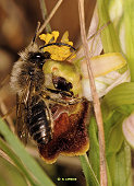 Ophrys occidentalis et pollinisateur