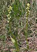 Pseudorchis albida - Orchis blanc