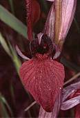 Serapias cordigera fleur