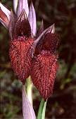 Serapias cordigera fleurs