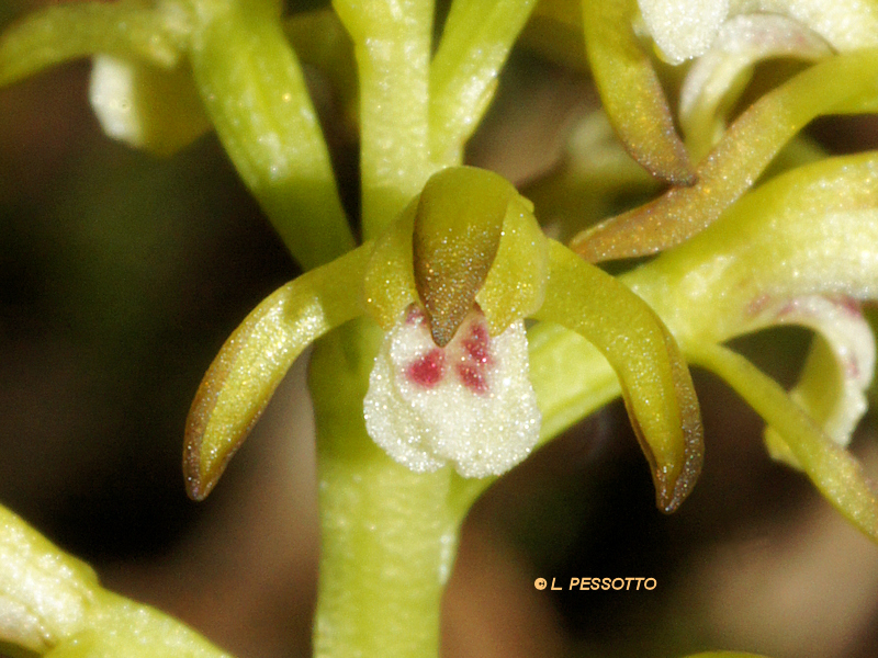 Corallorhiza trifida - Racine de corail