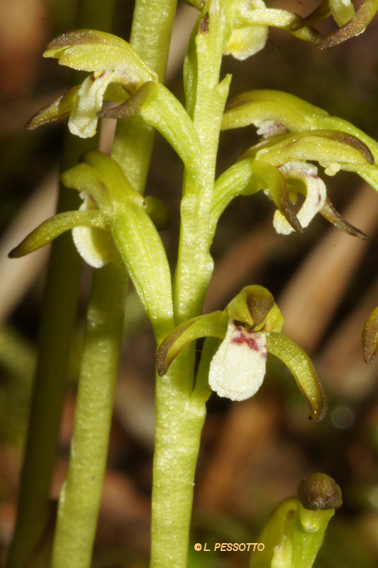 Corallorhiza trifida - Racine de corail
