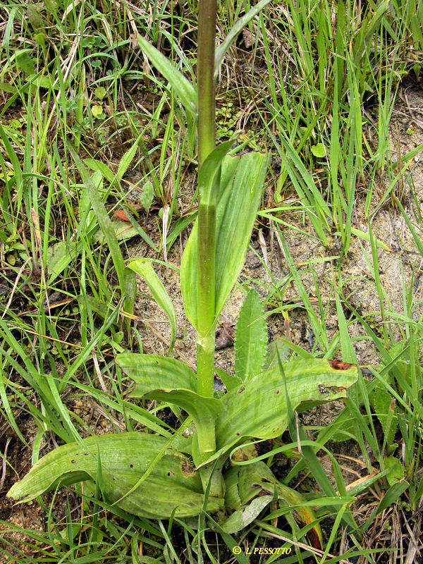 Dactylorhiza elata - Orchis lev