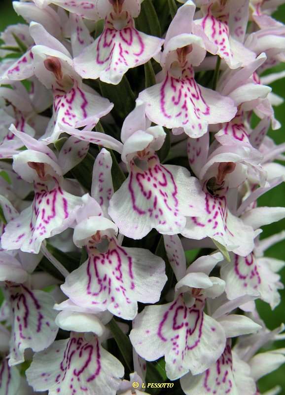 Dactylorhiza maculata subsp. maculata - Orchis tachet