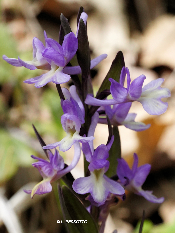Dactylorhiza romana - Orchis de Rome