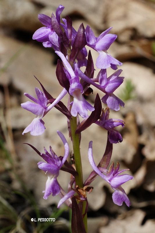 Dactylorhiza romana - Orchis de Rome