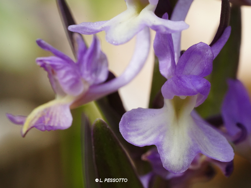 Dactylorhiza romana - Orchis de Rome