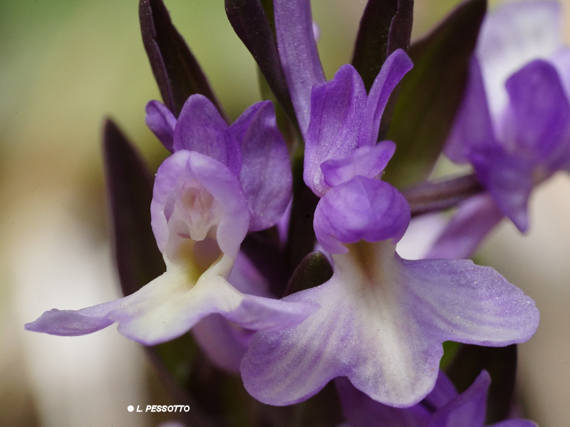 Dactylorhiza romana - Orchis de Rome