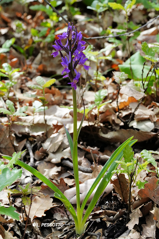 Dactylorhiza romana - Orchis de Rome