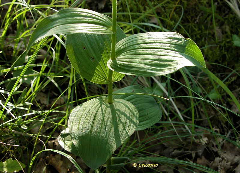 Epipactis helleborine subsp. helleborine - Epipactis à larges feuilles