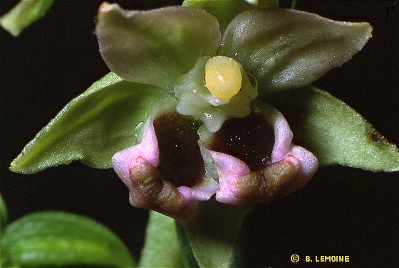 Epipactis helleborine subsp. helleborine - Epipactis à larges feuilles