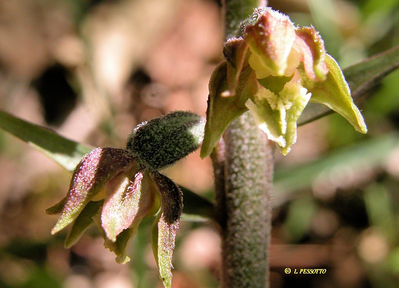 Epipactis microphylla  - Epipactis  petites feuilles