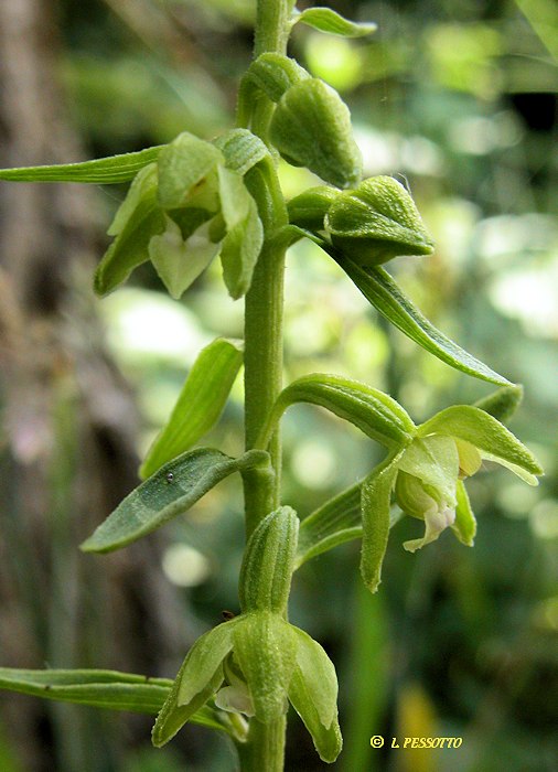 Epipactis phyllantes - Epipactis  fleurs pendantes