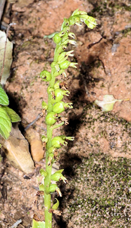 Gennaria diphylla