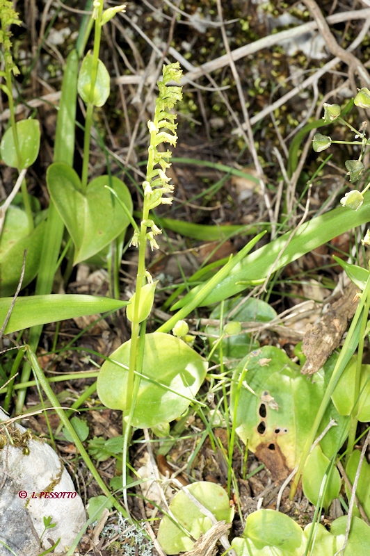 Gennaria diphylla