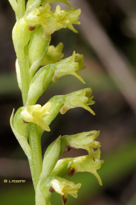 Gennaria diphylla
