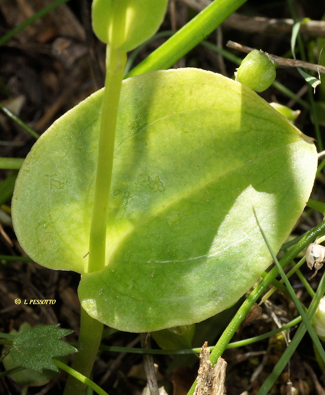 Gennaria diphylla