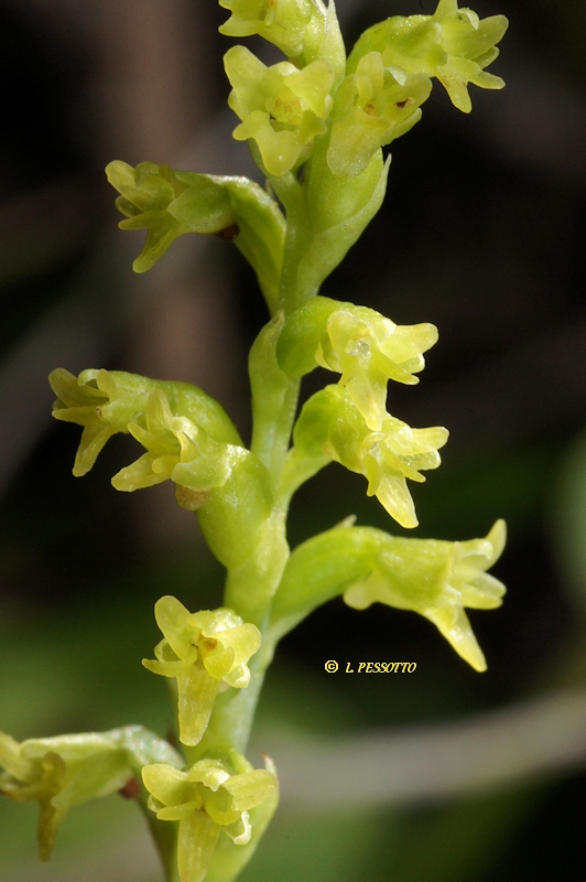 Gennaria diphylla