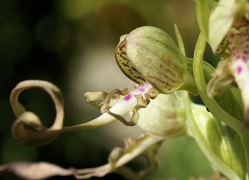 Himantoglossum hircinum - Orchis bouc
