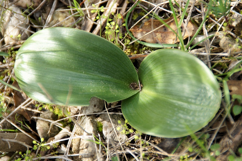 Himantoglossum robertianum - Barlie