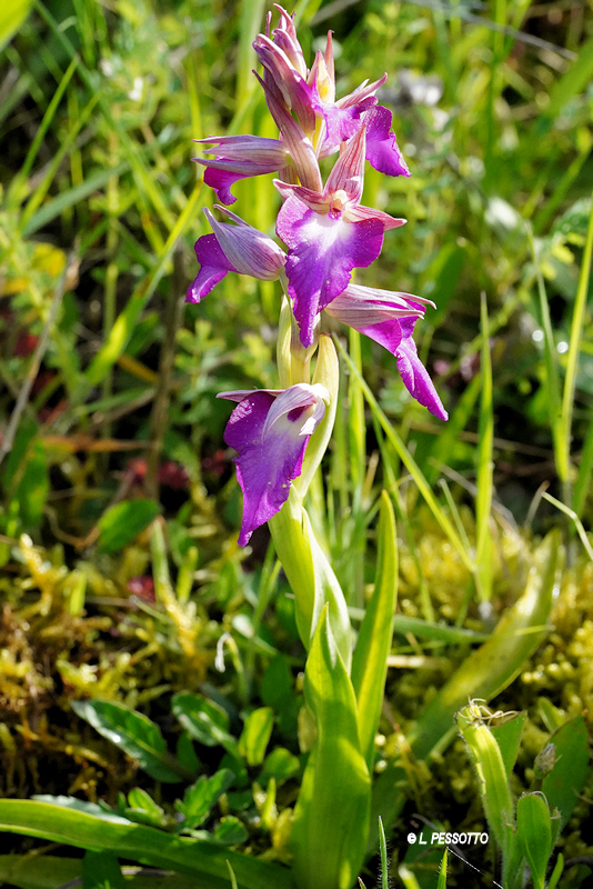  Orchis morio x Serapias lingua