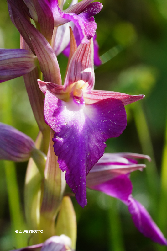  Orchis morio x Serapias lingua