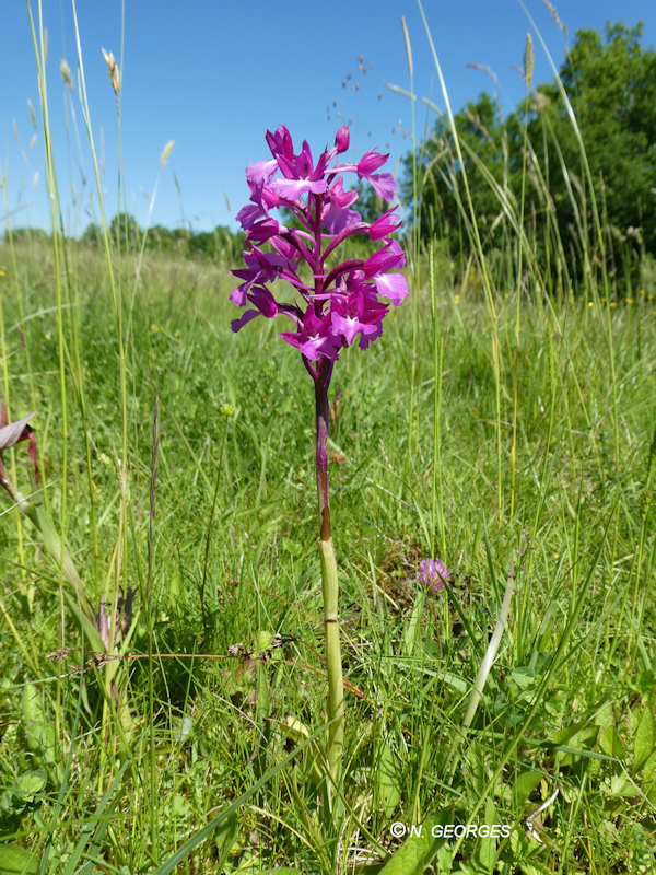  Anacamptis papilionacea x Anacamptis pyramidalis
