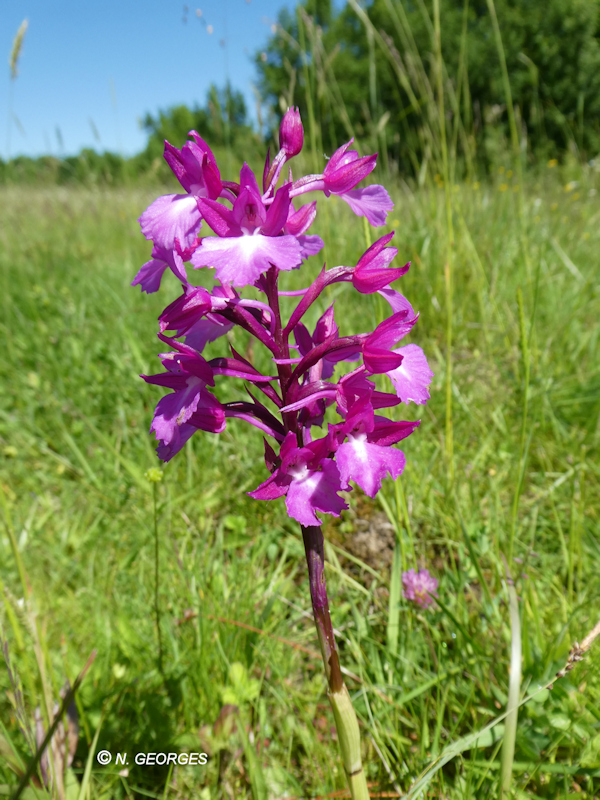  Anacamptis papilionacea x Anacamptis pyramidalis