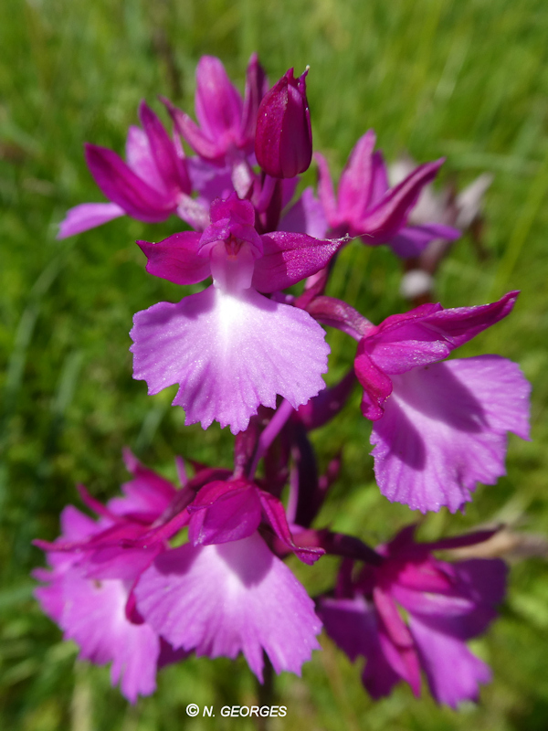  Anacamptis papilionacea x Anacamptis pyramidalis