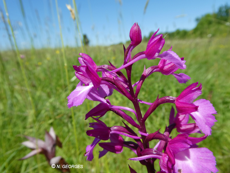 Anacamptis papilionacea x Anacamptis pyramidalis