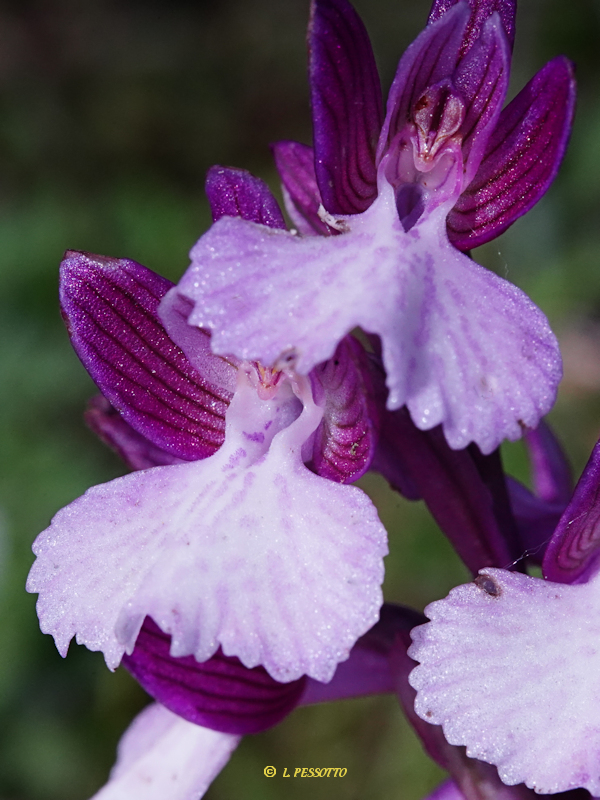 Anacamptis morio x Anacamptis papilionacea