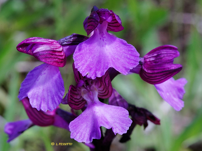 Anacamptis morio x Anacamptis papilionacea