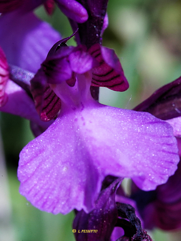 Anacamptis morio x Anacamptis papilionacea