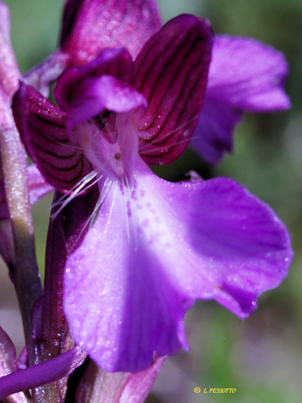 Anacamptis morio x Anacamptis papilionacea