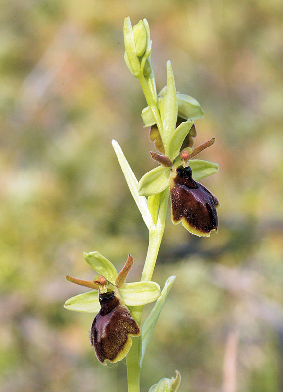 Hybride ophrys aranifera x Ophrys insectifera